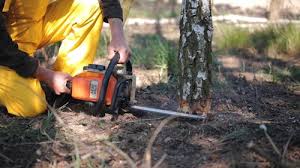 Best Tree Preservation Services  in Lewisburg, KY