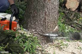 Best Tree Removal  in Lewisburg, KY