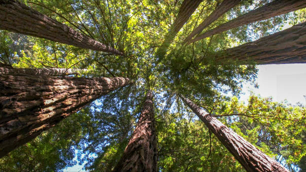 Best Arborist Consultation Services  in Lewisburg, KY
