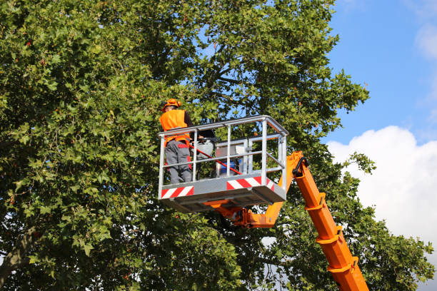 Best Commercial Tree Services  in Lewisburg, KY