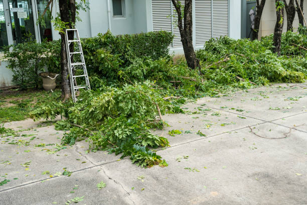 Best Tree Mulching  in Lewisburg, KY