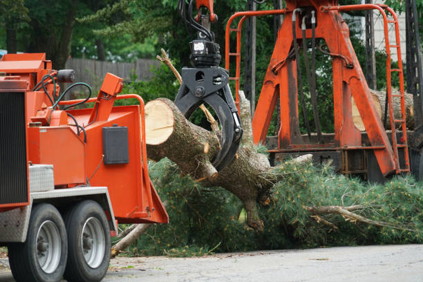 Best Firewood Processing and Delivery  in Lewisburg, KY