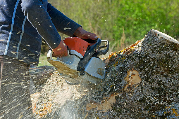 Best Lawn Maintenance Plans  in Lewisburg, KY