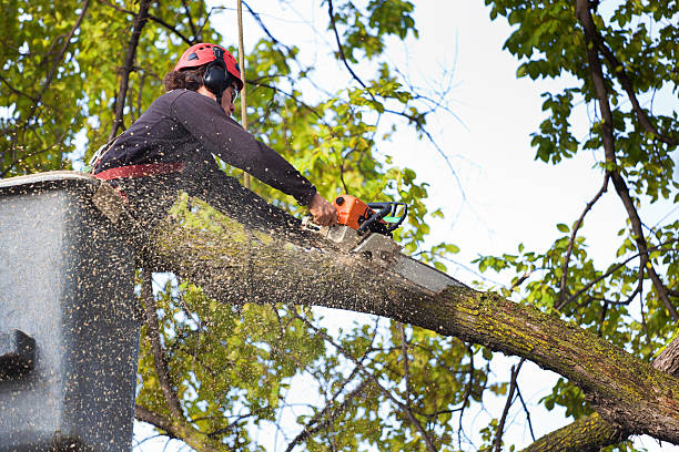 Best Fruit Tree Pruning  in Lewisburg, KY
