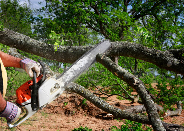 Best Commercial Tree Services  in Lewisburg, KY